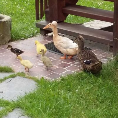 Unsere Enten und Hühner laufen unbekümmert auf dem Hof herum. Wenn die Mama Ente die kleinen Entchen hat, ist das ein besonderes Entzücken.